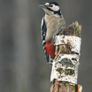Great Spotted Woodpecker